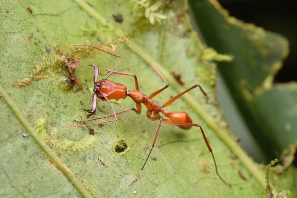 Odontomachus davidsoni from Eloy Alfaro, Ecuador on April 01, 2019 by ...