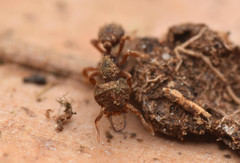 Protalaridris armata