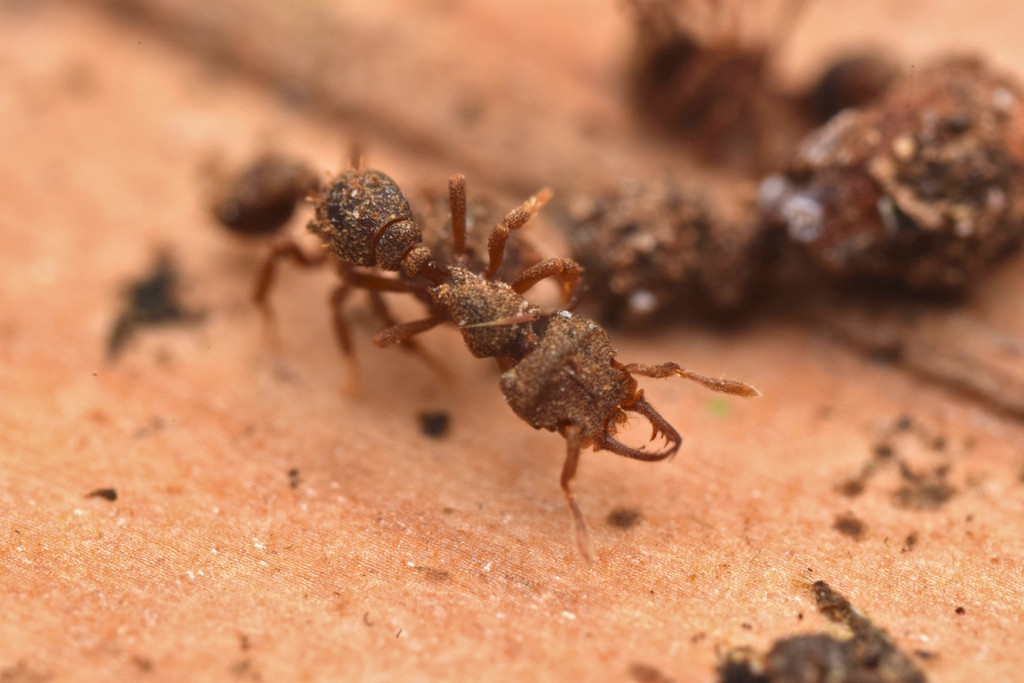 Protalaridris