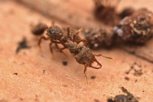 Protalaridris armata