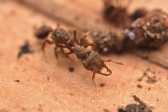 Protalaridris armata