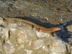 Podarcis muralis
