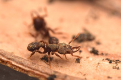 Protalaridris armata