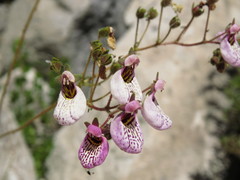 Calceolaria cana