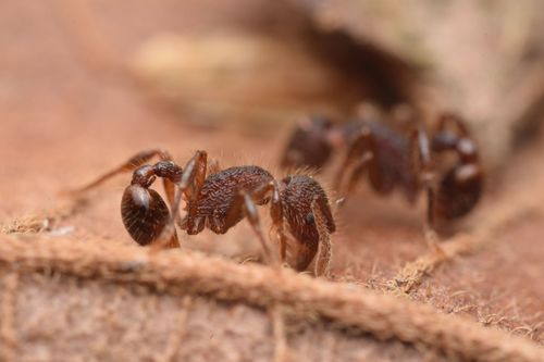 Hylomyrma montanaHylomyrma montana