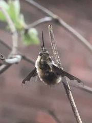Bombylius major