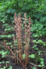 Orobanche laxissima