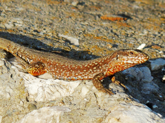 Podarcis muralis