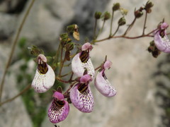 Calceolaria cana