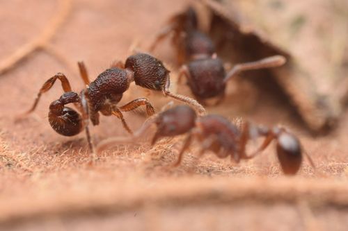 林蚁属Hylomyrma