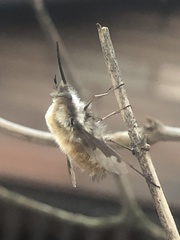 Bombylius major
