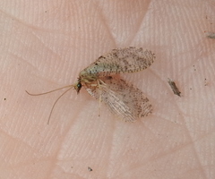 Hemerobius humulinus