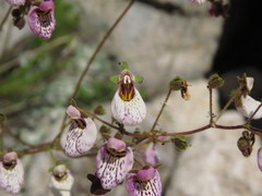 Calceolaria cana