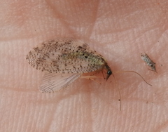 Hemerobius humulinus