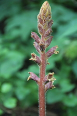 Orobanche laxissima