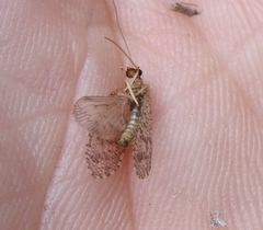 Hemerobius humulinus