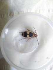 Pheropsophus hispanicus