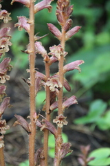 Orobanche laxissima