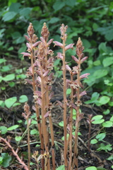 Orobanche laxissima