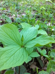 Paris quadrifolia