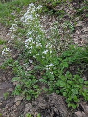 Cardamine tenera