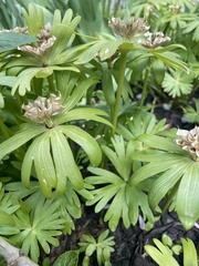 Eranthis