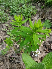 Euphorbia tauricola