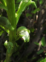 Chloraea cylindrostachya