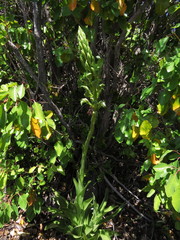 Chloraea cylindrostachya