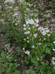 Cardamine tenera