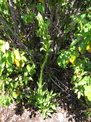 Chloraea cylindrostachya