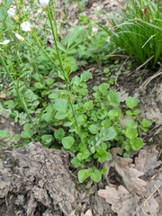 Cardamine tenera