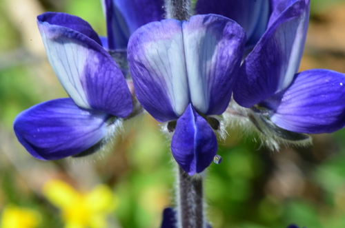 Blue Lupine