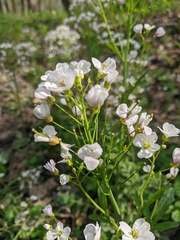 Cardamine tenera