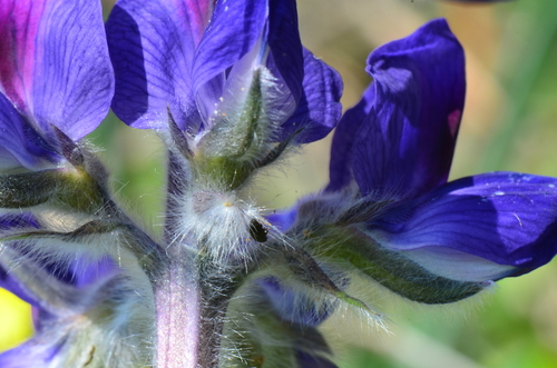 Blue Lupine