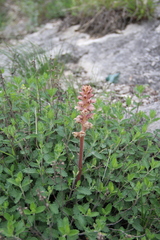Orobanche teucrii