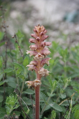 Orobanche teucrii