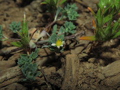 Chaetanthera euphrasioides