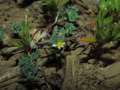 Chaetanthera euphrasioides