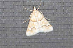 Pseudoschinia elautalis