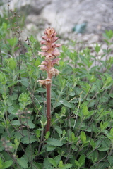 Orobanche teucrii