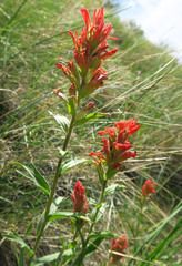 Castilleja hispida acuta