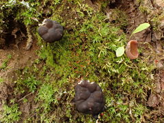 Gyromitra sphaerospora