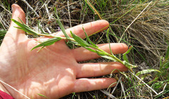 Castilleja hispida acuta