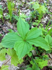Paris quadrifolia