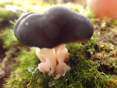 Gyromitra sphaerospora