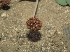 Pozoa coriacea