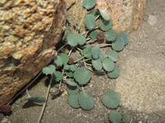 Pozoa coriacea