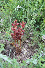 Orobanche alba xanthostigma