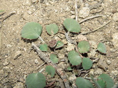 Pozoa coriacea